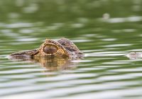 Pantanal jacare