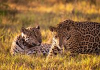 Pantanal onca pintada