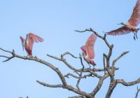 Pantanal river cruise animais aves andre dib