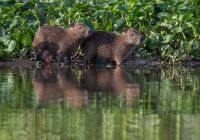 Pantanal river cruise animais capivaras andre dib