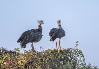 Pantanal river cruise animais duas aves andre dib