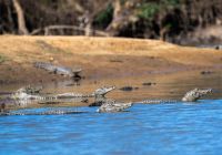 Pantanal river cruise animais jacares andre dib