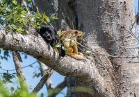 Pantanal river cruise animais macacos andre dib