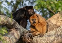 Pantanal river cruise animais macacos fred crema