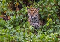 Pantanal river cruise animais onca pintada andre dib