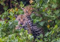 Pantanal river cruise animais oncas pintada andre dib