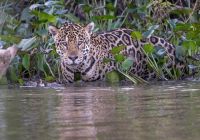 Pantanal river cruise animais oncas pintada avistamento andre dib