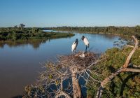 Pantanal river cruise animais tuiuiu andre dib