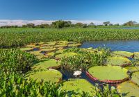 Pantanal river cruise vegetacao rio andre dib