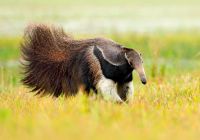 Pantanal tamandua bandeira