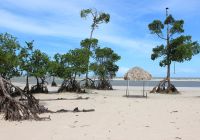 Para ilha de marajo praia