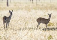 Pousada trijuncao animais paissagem