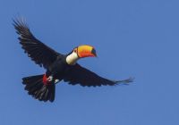 Pousada trijuncao tucano