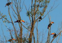 Pousada trijuncao tucanos