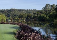 Sao paulo unique garden lago cisne