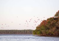 Shutterstock maranhao parnaiba revoada passaros