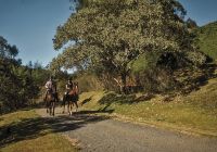 Botanique hotel atividade cavalos
