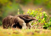 Tamandua bandeira pantanal