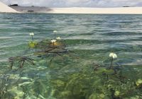 Trekking nos lencois maranhenses vista agua