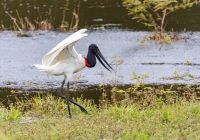 Tuiuiu pantanal
