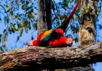 Uakari lodge c