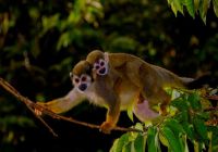Uakari lodge e