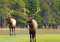 Alce macho em baff national park