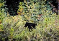 Black bear canada