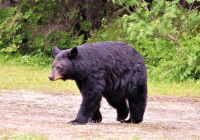 Black bear