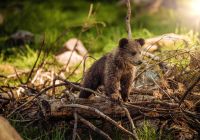 Canada urso filhote