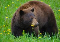 Canada urso grama