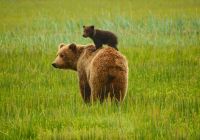 Canada urso mae filhote