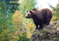 Canada urso rocha