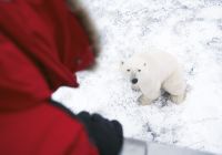 Churchill encontro urso polar