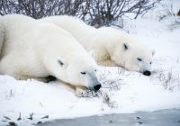 Churchill urso polar