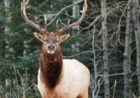 Fauna Banff National Park