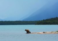 Grizzly bear