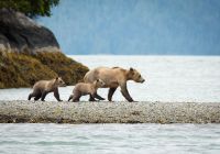 Knight inlet lodge familia ursos