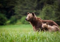 Knight inlet lodge urso com bebe