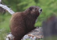Marmota vancouver