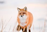 raposa manitoba churchill