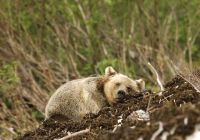 urso de kermode spirit lodge