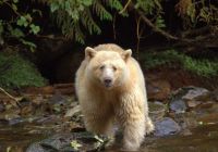 urso de kermode