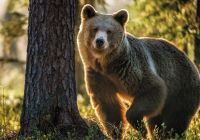 Urso na floresta de verao