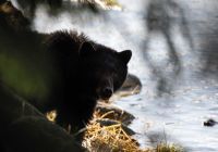 urso negro spirit bear lodge