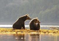 urso pardo spirit bear