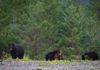 Canada_Whistler_ursos