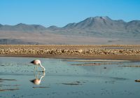 Awasi atacama flamingo