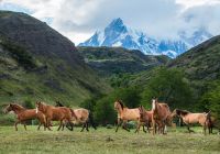 Explora patagonia cavalos