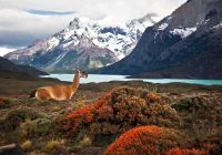 Chile_Parque puerto natales